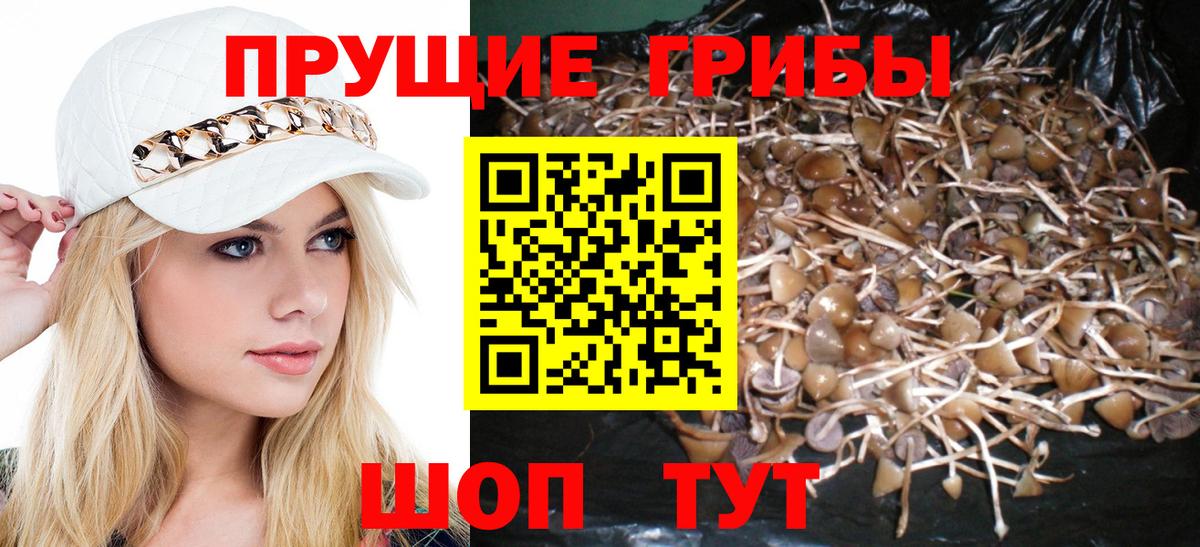 Псилоцибиновые грибы мицелий Дедовск
